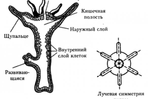 Кракен не работает тор